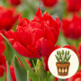 Тюльпан Abba в горшке 3 шт