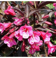 Вейгела Alexandra 1,5 л