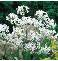 Аллиум Neapolitanum