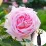Роза Amazing Grace (Емейзер Грейс)