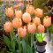 Тюльпан Apricot Beauty 3 шт в гошке