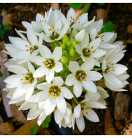 Орнітогалум Arabicum