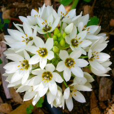 Орнітогалум Arabicum