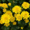 Хризантема Arluno Yellow 1л
