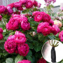 Троянда штамбова Ascot (Аскот)