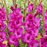 Гладіолус Aurora