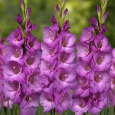 Гладиолус Aurora