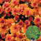 Хризантема Avalon Orange 0,5 л
