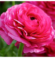 Лютик Ranunculus Aviv Rose