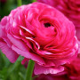 Лютик Ranunculus Aviv Rose (Ранункулюс Авів Роуз)