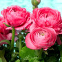 Лютик Ranunculus Aviv Rose (Ранункулюс Авів Роуз)