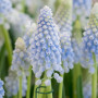 Мускарі Babys Breath