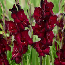 Гладіолус Back Surprise