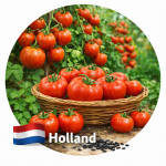 Голландские семена помидоров (26)