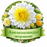 Анемоновидні жоржини (15)