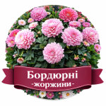 Бордюрні жоржини (39)