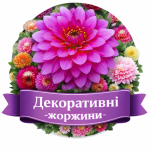 Декоративні жоржини (114)