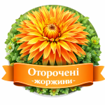 Оторочені жоржини (16)