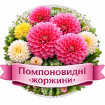 Помпоновидні жоржини (54)