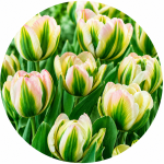 Тюльпани Зеленоквіткові (Viridiflora) (0)