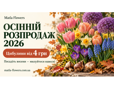 Осінній розпродаж 2026: цибулини квітів від 4 грн