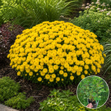 Хризантема Baria Yellow 3 л Хризантема Baria Yellow 3 л