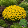 Хризантема Baria Yellow 3 л