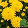 Хризантема Baria Yellow 3 л