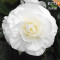 Бегонія Double White