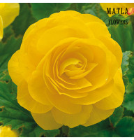 Бегонія Double Yellow