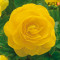 Бегонія Double Yellow