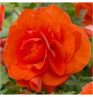 Бегонія Double Orange