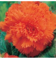 Бегонія Fimbriata Orange