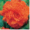 Бегонія Fimbriata Orange