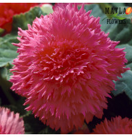 Бегонія Fimbriata Pink