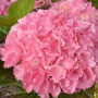 Гортензія широколиста Big Data Pink 5 л