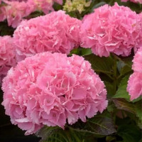 Гортензия широколистая Big Data Pink 5 л