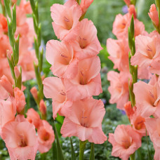 Гладіолус Big Business