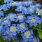 Гортензія Blaumeise 2 л