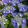 Гортензия Blaumeise 2 л
