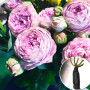 Троянда штамбова Blossom Bubbles (Блоссом Бабблз)