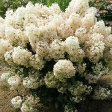 Гортензія Bobo 1,5 л