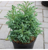 Кипарисовик горохоплодный Boulevard 0,5 л