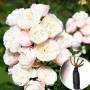 Троянда Bouquet Parfait (Букет Парфе)