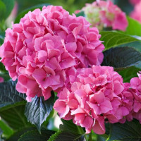 Гортензія Bouquet Rose 5 л