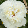 Півонія Bridal Grace(Брайдал Ґрейс)