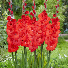 Гладіолус Bunga