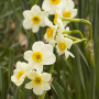 Нарцисс Canaliculatus (Каналикулатус)