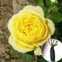 Роза штамбовая Сatalina (Каталина)