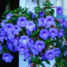 Ахименес Cattleya